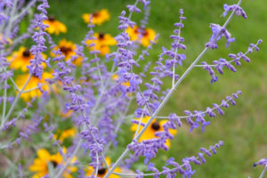 Blauraute (Perovskia abrotanoides) mit Rudbeckia im Hintergrund Blauraute (Perovskia abrotanoides) mit Rudbeckia im Hintergrund