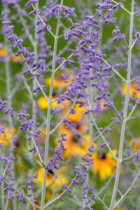 Blue rue (Perovskia abrotanoides) with rudbeckia in the background Blue rue (Perovskia abrotanoides) with rudbeckia in the background