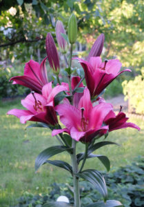 Lilie ´Palazzo´ (Lilium x hybridum) Lilie ´Palazzo´ (Lilium x hybridum)