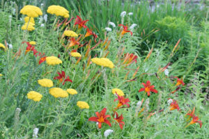 Herbstliches Blumenbeet mit Taglilien (Hemerocallis-Hybride) und Schafgarbe
(Achillea Millefolium) Herbstliches Blumenbeet mit Taglilien (Hemerocallis-Hybride) und Schafgarbe
(Achillea Millefolium)
