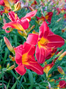 Taglilie ´Major Hubal´ (Hemerocallis-Hybride) Taglilie ´Major Hubal´ (Hemerocallis-Hybride)