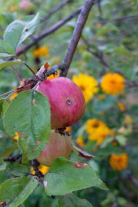 Apfel befallen vom Apfelwickler (Cydia pomonella), Schadenbild Apfel befallen vom Apfelwickler (Cydia pomonella), Schadenbild