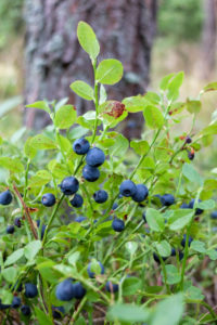Waldheidelbeere (Vaccinium myrtillus) mit reifen Früchten Waldheidelbeere (Vaccinium myrtillus) mit reifen Früchten