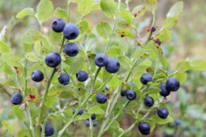 Waldheidelbeere (Vaccinium myrtillus) mit reifen Früchten Waldheidelbeere (Vaccinium myrtillus) mit reifen Früchten