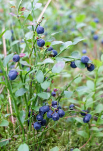 Waldheidelbeere (Vaccinium myrtillus) mit reifen Früchten Waldheidelbeere (Vaccinium myrtillus) mit reifen Früchten