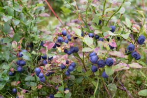 Waldheidelbeere (Vaccinium myrtillus) mit reifen Früchten Waldheidelbeere (Vaccinium myrtillus) mit reifen Früchten