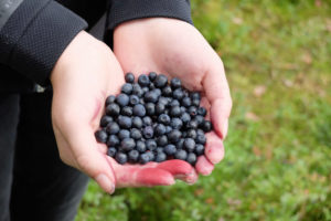 Hände mit Waldheidelbeeren (Vaccinium myrtillus) Hände mit Waldheidelbeeren (Vaccinium myrtillus)