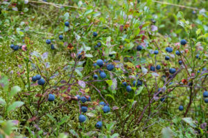 Waldheidelbeere (Vaccinium myrtillus) mit reifen Früchten Waldheidelbeere (Vaccinium myrtillus) mit reifen Früchten