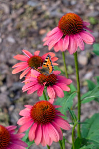 Roter Sonnenhut (Echinacea purpurea) mit Schmetterling, Kleiner Fuchs (Aglais urticae, Syn.: Nymphalis urticae) Roter Sonnenhut (Echinacea purpurea) mit Schmetterling, Kleiner Fuchs (Aglais urticae, Syn.: Nymphalis urticae)