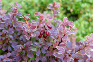 Berberis thunbergii ´Admiration´ mit Früchten Berberis thunbergii ´Admiration´ mit Früchten