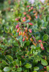 Berberis thunbergii mit Früchten Berberis thunbergii mit Früchten