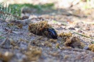 Mistkäfer (Geotrupes stercorarius) rollt Kugel aus frischem Dung Mistkäfer (Geotrupes stercorarius) rollt Kugel aus frischem Dung