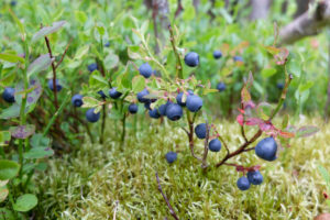 Waldheidelbeere (Vaccinium myrtillus) mit reifen Früchten Waldheidelbeere (Vaccinium myrtillus) mit reifen Früchten
