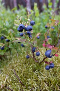 Waldheidelbeere (Vaccinium myrtillus) mit reifen Früchten Waldheidelbeere (Vaccinium myrtillus) mit reifen Früchten