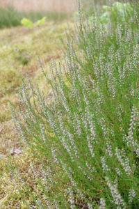 Besenheide (Calluna vulgaris) mit weissen Blüten Besenheide (Calluna vulgaris) mit weissen Blüten