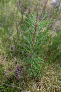 Wald-Kiefer (Pinus sylvestris L.), Jungpflanze Wald-Kiefer (Pinus sylvestris L.), Jungpflanze