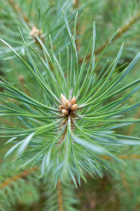 Wald-Kiefer (Pinus sylvestris L.), Spitze vom jungen Trieb Wald-Kiefer (Pinus sylvestris L.), Spitze vom jungen Trieb