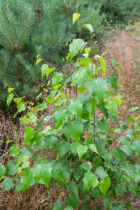 Sandbirke (Betula pendula), 2-3 jährig Sandbirke (Betula pendula), 2-3 jährig
