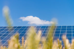 Solar plants in the cornfield under blue sky Solar plants in the cornfield under blue sky