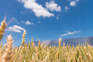Solar plants in the cornfield under blue sky Solar plants in the cornfield under blue sky