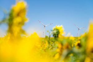Wind turbines in the sunflower field under blue sky Wind turbines in the sunflower field under blue sky