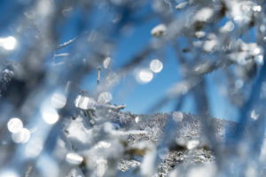 Snowy fir trees in the forest with silver tinsel. Decoration in front of blue sky in the Vosges, France Snowy fir trees in the forest with silver tinsel. Decoration in front of blue sky in the Vosges, France