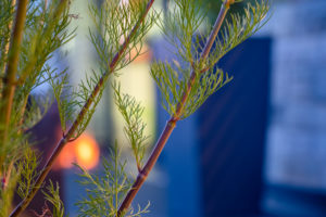 Cosmea branches in an atmospheric atmosphere at night Cosmea branches in an atmospheric atmosphere at night