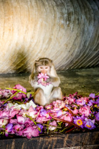 Monkey in the cave temple sniffs and plays with pink petals, Sri Lanka, Dambulla Monkey in the cave temple sniffs and plays with pink petals, Sri Lanka, Dambulla