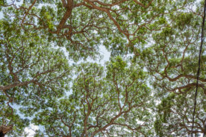 finely structured tree top from below against a light blue sky in Sri Lanka finely structured tree top from below against a light blue sky in Sri Lanka