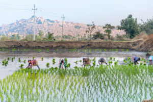 Indian women field workers working together on rice field Indian women field workers working together on rice field