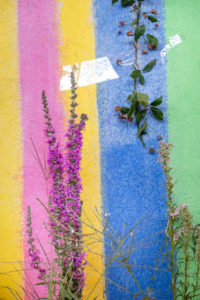 purple flowering plant and a branch are taped to a colorful striped wall purple flowering plant and a branch are taped to a colorful striped wall