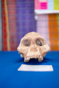A monkey's skull bone is exhibited on blue fabric in front of a colorful wall A monkey's skull bone is exhibited on blue fabric in front of a colorful wall