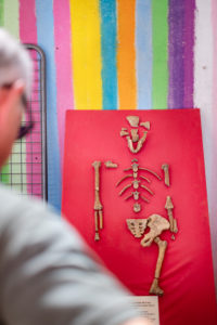 Anonymous gentleman with glasses looks at monkey skeleton on a colorful striped wall Anonymous gentleman with glasses looks at monkey skeleton on a colorful striped wall
