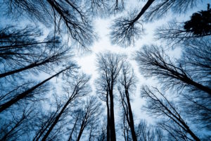 Forest, beeches, bare, from below, gloomy, mystical Forest, beeches, bare, from below, gloomy, mystical