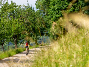 Rennradfahrer auf schmaler Bergstraße im Mittleren Schwarzwald, Gemeinde Freiamt, Baden-Württemberg Rennradfahrer auf schmaler Bergstraße im Mittleren Schwarzwald, Gemeinde Freiamt, Baden-Württemberg