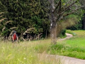Rennradfahrer auf schmaler Bergstraße im Mittleren Schwarzwald, Gemeinde Freiamt, Baden-Württemberg Rennradfahrer auf schmaler Bergstraße im Mittleren Schwarzwald, Gemeinde Freiamt, Baden-Württemberg