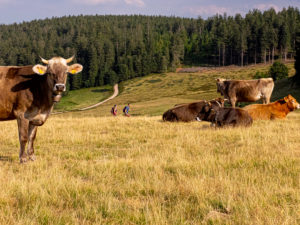 Wandern auf dem Zweitälersteig, Rohrhardsberg, Gasthaus zur Schwedenschanze Wandern auf dem Zweitälersteig, Rohrhardsberg, Gasthaus zur Schwedenschanze