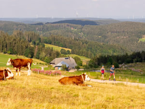 Wandern auf dem Zweitälersteig, Rohrhardsberg Wandern auf dem Zweitälersteig, Rohrhardsberg
