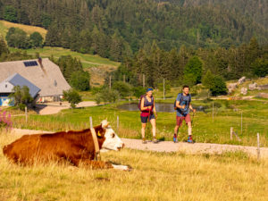 Wandern auf dem Zweitälersteig, Rohrhardsberg, im Hintergrund Schänzlehof, Blick Richtung Nordost Wandern auf dem Zweitälersteig, Rohrhardsberg, im Hintergrund Schänzlehof, Blick Richtung Nordost