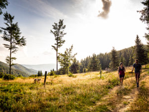 Wandern auf dem Zweitälersteig, Magerweiden am Rohrhardsberg Wandern auf dem Zweitälersteig, Magerweiden am Rohrhardsberg
