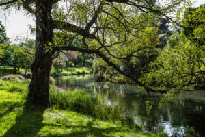 Tree at Avon River. Christchurch Botanic Gardens, New Zealand South Island Tree at Avon River. Christchurch Botanic Gardens, New Zealand South Island