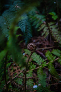 Silver Fern Koru at Woodland Walk Recreation Reserve, Hanmer Springs 7334 Silver Fern Koru at Woodland Walk Recreation Reserve, Hanmer Springs 7334