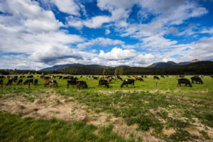 Cow meadow in front of mountain landscape, South Island New Zealand Cow meadow in front of mountain landscape, South Island New Zealand