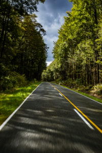 Road through forest, Highway 7, South Island New Zealand Road through forest, Highway 7, South Island New Zealand