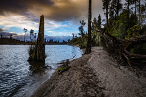 Tree root on Lake Brunner, South Island New Zealand Tree root on Lake Brunner, South Island New Zealand
