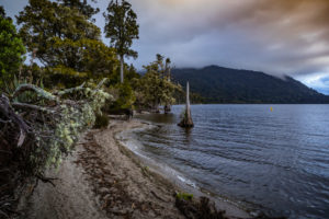 Shore with tree root on Lake Brunner, South Island New Zealand Shore with tree root on Lake Brunner, South Island New Zealand
