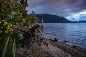Shore with tree root on Lake Brunner, South Island New Zealand Shore with tree root on Lake Brunner, South Island New Zealand