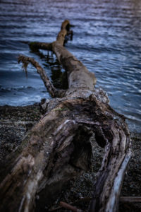 Tree trunk on the shores of Lake Brunner, South Island New Zealand Tree trunk on the shores of Lake Brunner, South Island New Zealand