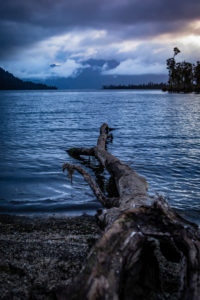 Tree trunk on the shores of Lake Brunner, South Island New Zealand Tree trunk on the shores of Lake Brunner, South Island New Zealand
