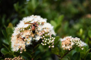 Red Wasp on Carnation, Kenting National Forest Recreation Area Red Wasp on Carnation, Kenting National Forest Recreation Area